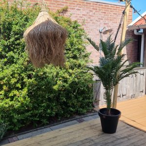 Palmboom in pot